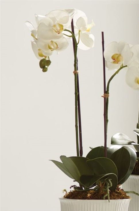 23" White Phalaenopsis Drop-In - Gaines Jewelers
