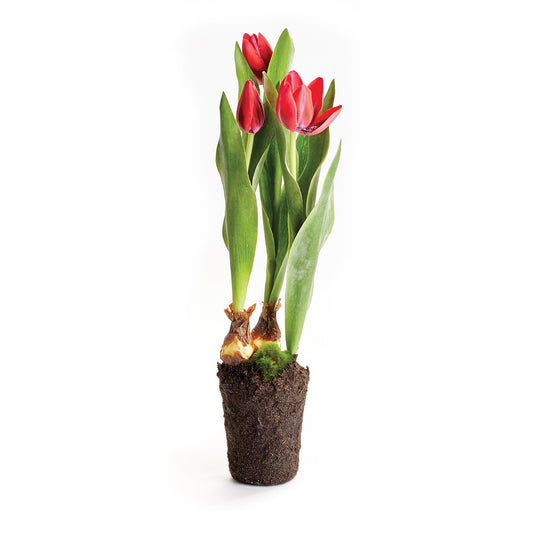 Red Tulip 18" Drop-In - Gaines Jewelers