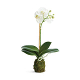 Phalaenopsis Orchid Drop-In 15"- Napa Home & Garden