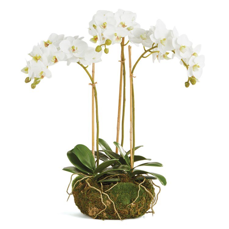 16" White Phalaenopsis Drop-In - Napa Home & Garden - Gaines Jewelers