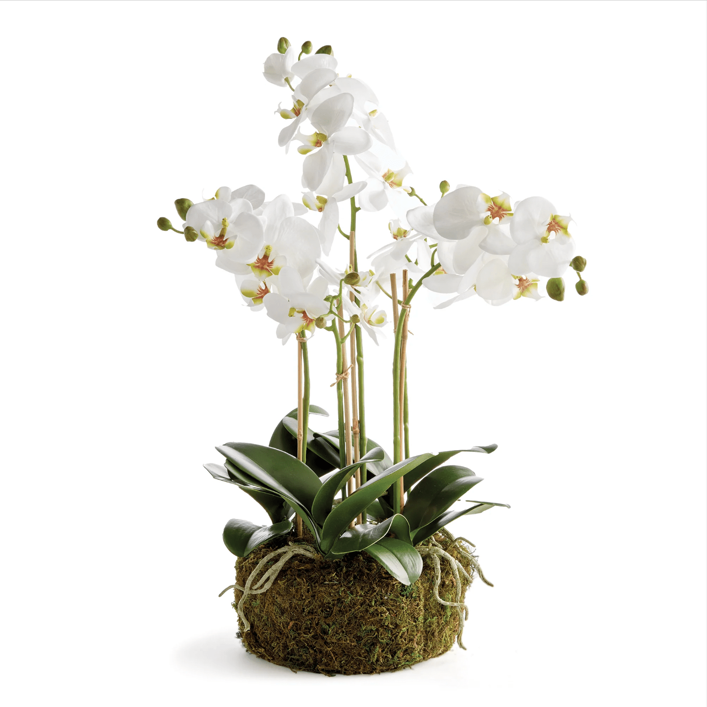 20" Phalaenopsis Orchid Bowl - Napa Home & Garden - Gaines Jewelers