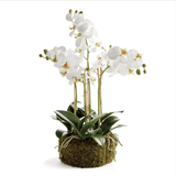 20" Phalaenopsis Orchid Bowl - Napa Home & Garden - Gaines Jewelers