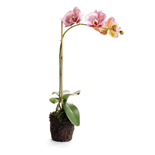 21" Speckled Pink Phalaenopsis Drop-In - Napa Home & Garden - Gaines Jewelers
