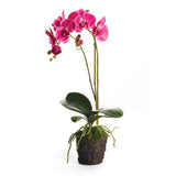 23" Fuchsia Phalaenopsis Drop-In - Napa Home & Garden - Gaines Jewelers