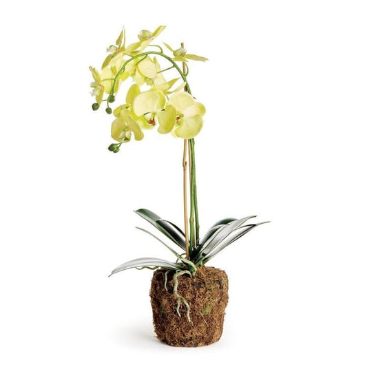 23" Yellow Phalaenopsis Drop-In - Napa Home & Garden - Gaines Jewelers
