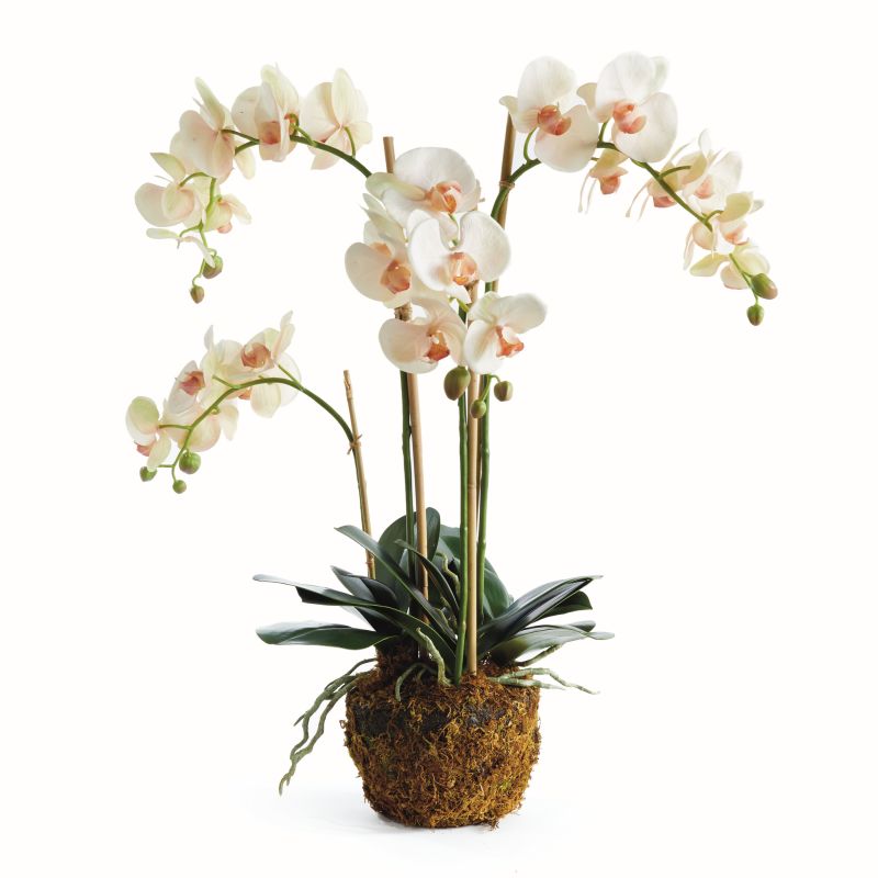 30" Light Pink Phalaenopsis Drop - In - Napa Home & Garden - Gaines Jewelers