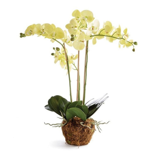 30" Yellow Phalaenopsis Drop-In - Napa Home & Garden - Gaines Jewelers