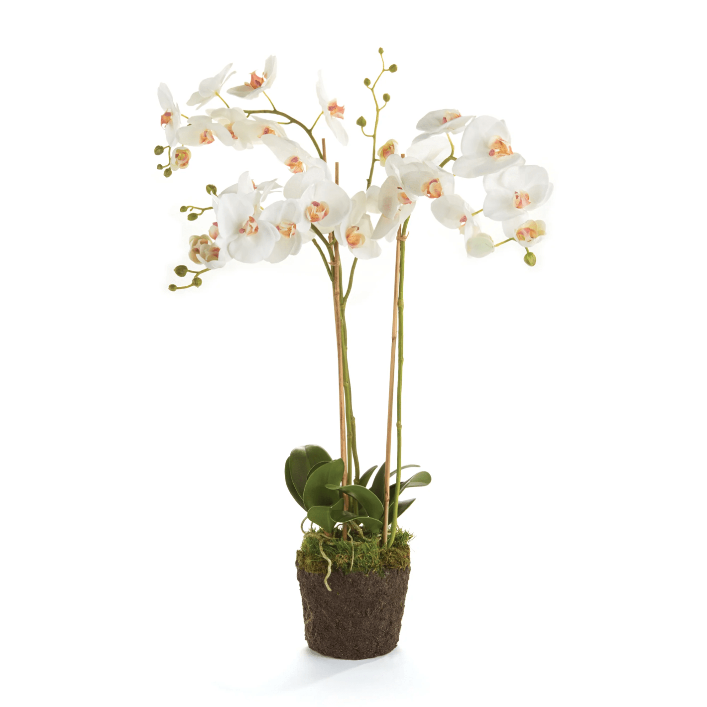 31" Phalaenopsis Orchid - Napa Home & Garden - Gaines Jewelers