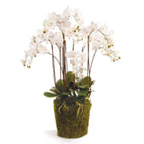 36" White Phalaenopsis Drop-In - Napa Home & Garden - Gaines Jewelers