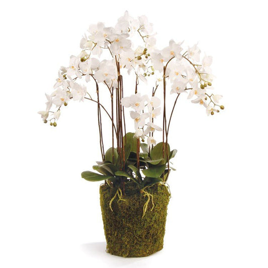 36" White Phalaenopsis Drop-In - Napa Home & Garden - Gaines Jewelers