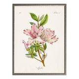 Vintage azalea bookplate D: Barnwood Frame 310-400 Ee / 18" X 24" - Antique Curiosities Inc