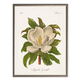 Vintage magnolia grandiflora bookplate JJ: Barnwood Frame 310-400 Ee / 8" X 10" - Antique Curiosities Inc