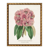 Vintage rhododenron bookplate on distressed white background: Barnwood Frame 310-400 Ee / 24" X 18" - Antique Curiosities Inc