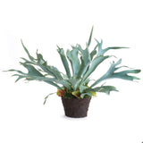 Staghorn Fern Drop-In, 21" - Napa Home & Garden