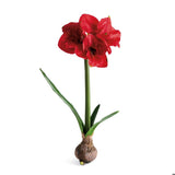 Amaryllis Bulb Red - Napa Home & Garden