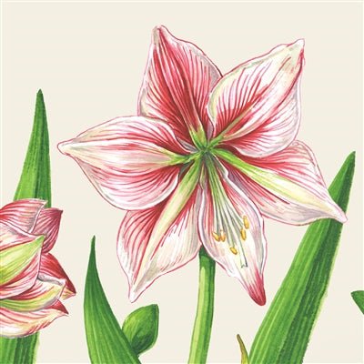 Amaryllis Blooms Cocktail Napkin - Pack of 20 - Hester & Cook - Gaines Jewelers