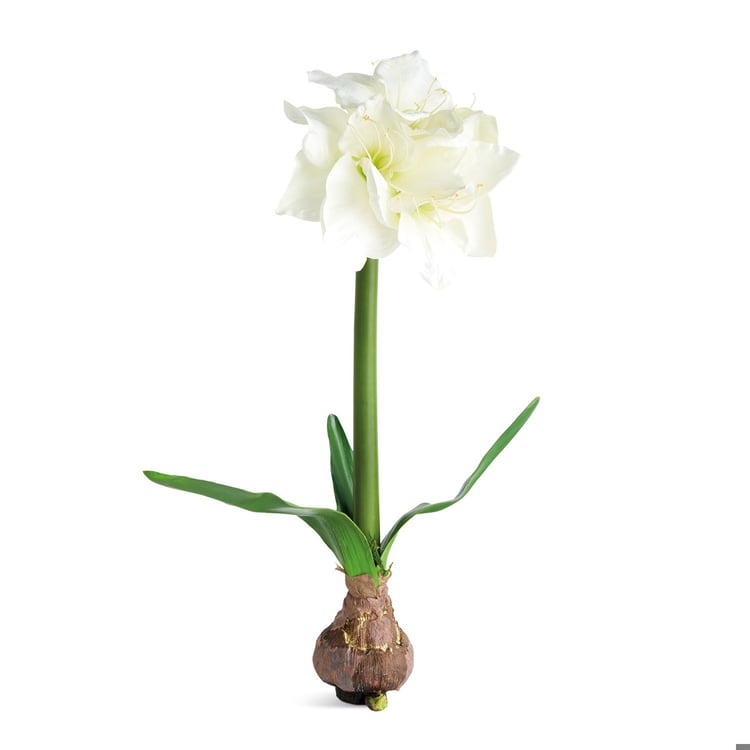 Amaryllis Bulb - Napa Home & Garden - Gaines Jewelers