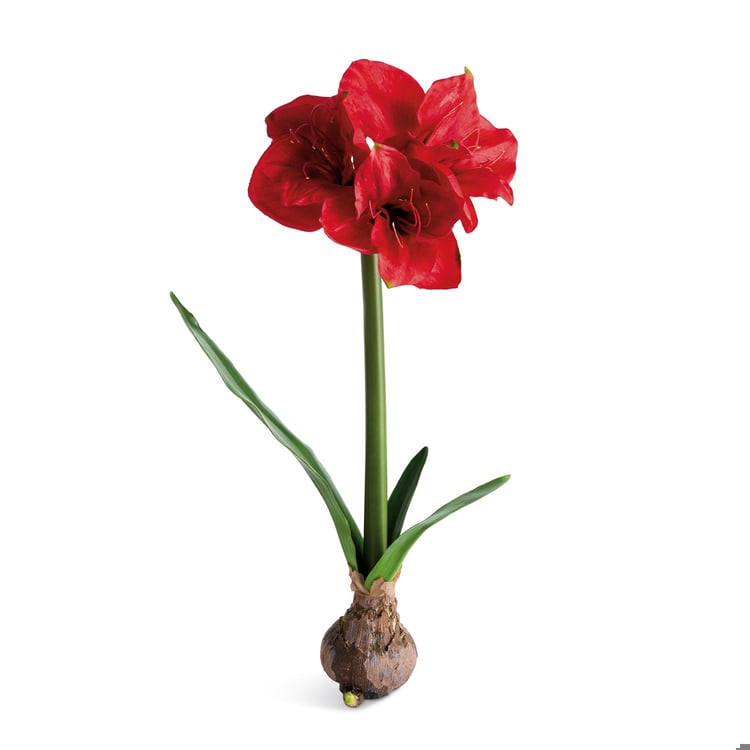 Amaryllis Bulb Red - Napa Home & Garden - Gaines Jewelers