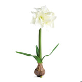 Amaryllis Bulb - Napa Home & Garden