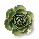 Chive - Jade Green English Rose Ceramic Flowers - Nature Decor - Gaines Jewelers