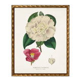 Vintage camelia bookplate on a distressed white background: Barnwood Frame 310-400 Ee / 24" X 18" - Antique Curiosities Inc