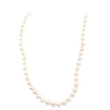 Fresh water pearl strand, 5.5 - 6mm, 16" in 14kt yellow gold by Mastoloni - Gaines Jewelers