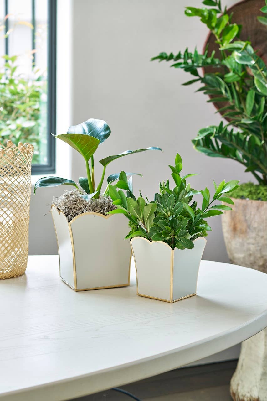 Gracie Scarlett Square Cachepot Planter White: White / 6 inchGracie Scarlett Square Cachepot Planter Blue: Blue / 6 inch - Jaye's Studio - Gaines Jewelers