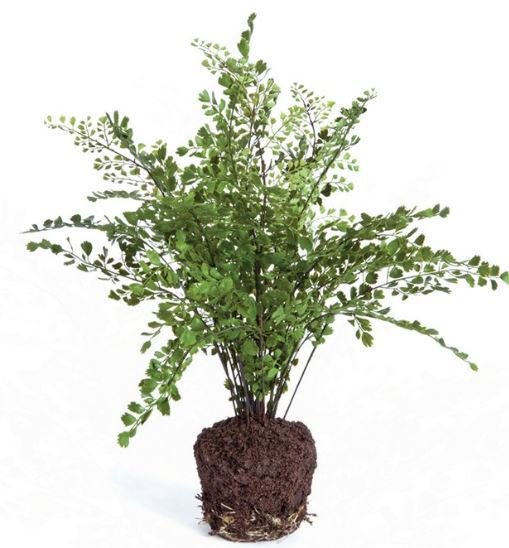 Maidenhair Drop - In 18" - Napa Home & Garden - Gaines Jewelers