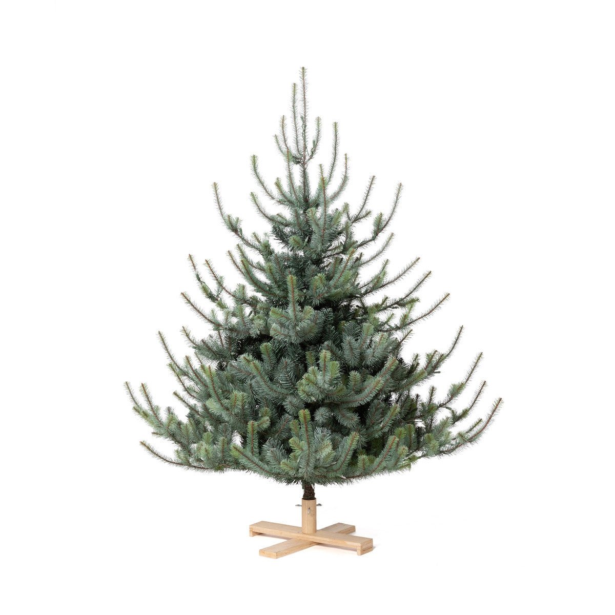 Park Hill Blue Spruce Christmas Tree, 5.5' Tree Lot - Gaines Jewelers