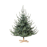 Park Hill Blue Spruce Christmas Tree, 5.5' Tree Lot - Gaines Jewelers