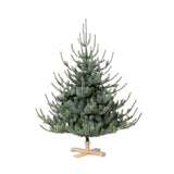 Pear - 5.5' Blue Spruce Christmas Tree Fully Furnished - Park Hill - Gaines Jewelers