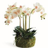 Phalaenopsis Light Pink Orchid Bowl Drop in 18.5" - Napa Home & Garden - Gaines Jewelers