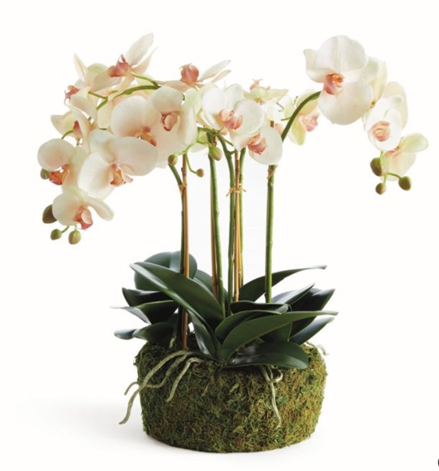 Phalaenopsis Light Pink Orchid Bowl Drop in 18.5" - Napa Home & Garden - Gaines Jewelers