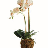 Phalaenopsis Light Pink Orchid Drop - In 23" - Napa Home & Garden - Gaines Jewelers