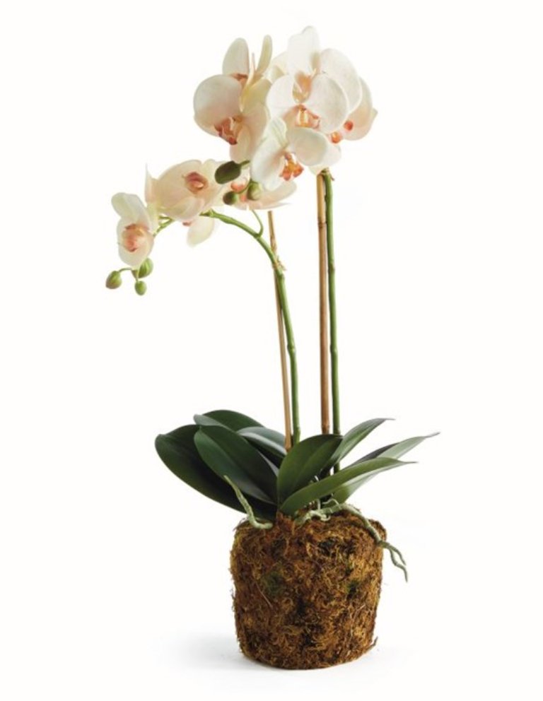 Phalaenopsis Light Pink Orchid Drop - In 23" - Napa Home & Garden - Gaines Jewelers