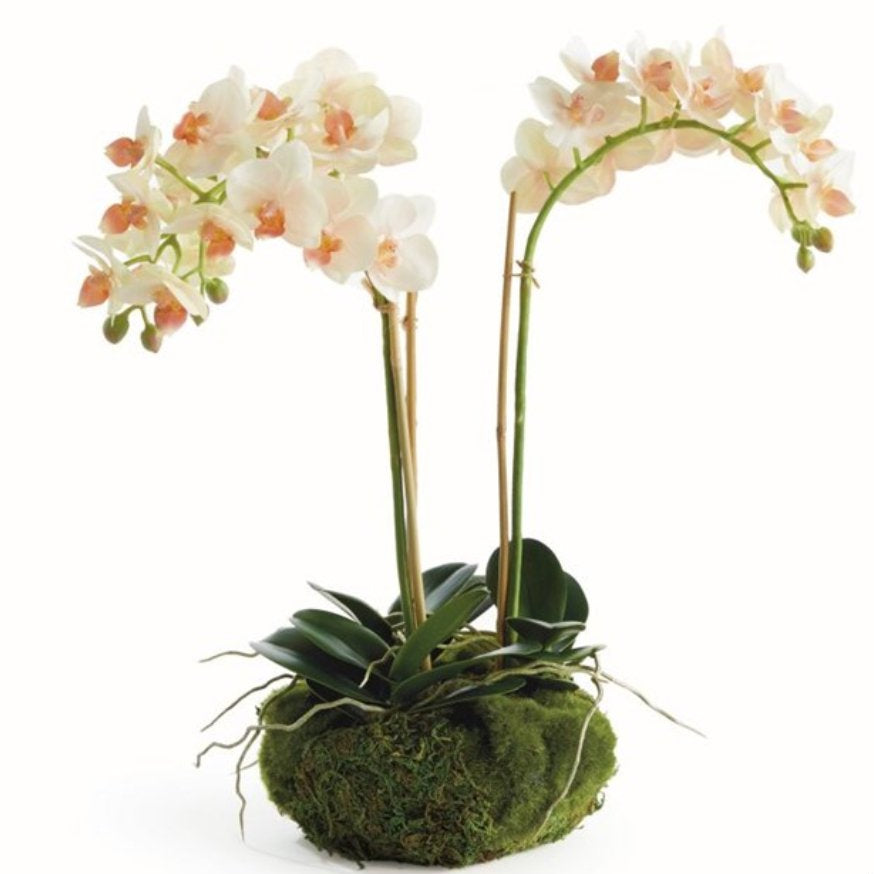 Phalaenopsis Mini Garden Drop in 16" - Napa Home & Garden - Gaines Jewelers