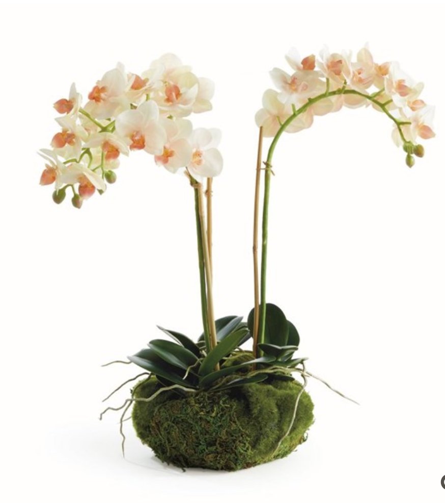 Phalaenopsis Mini Garden Drop in 16" - Napa Home & Garden - Gaines Jewelers