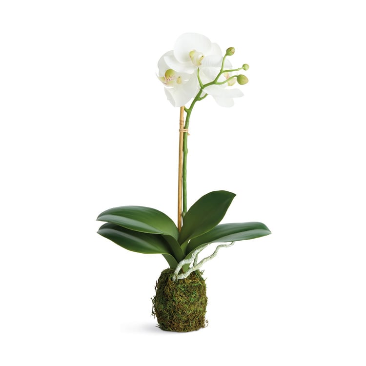 Phalaenopsis Orchid Drop-In 15"- Napa Home & Garden - Gaines Jewelers