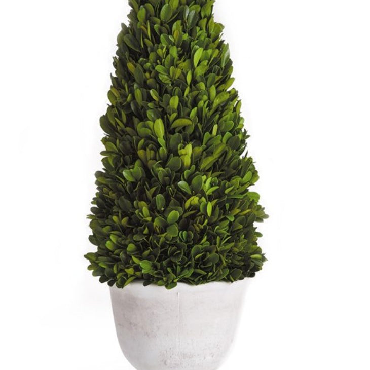 Potted Boxwood Cone Topiary - Napa Home & Garden - Gaines Jewelers