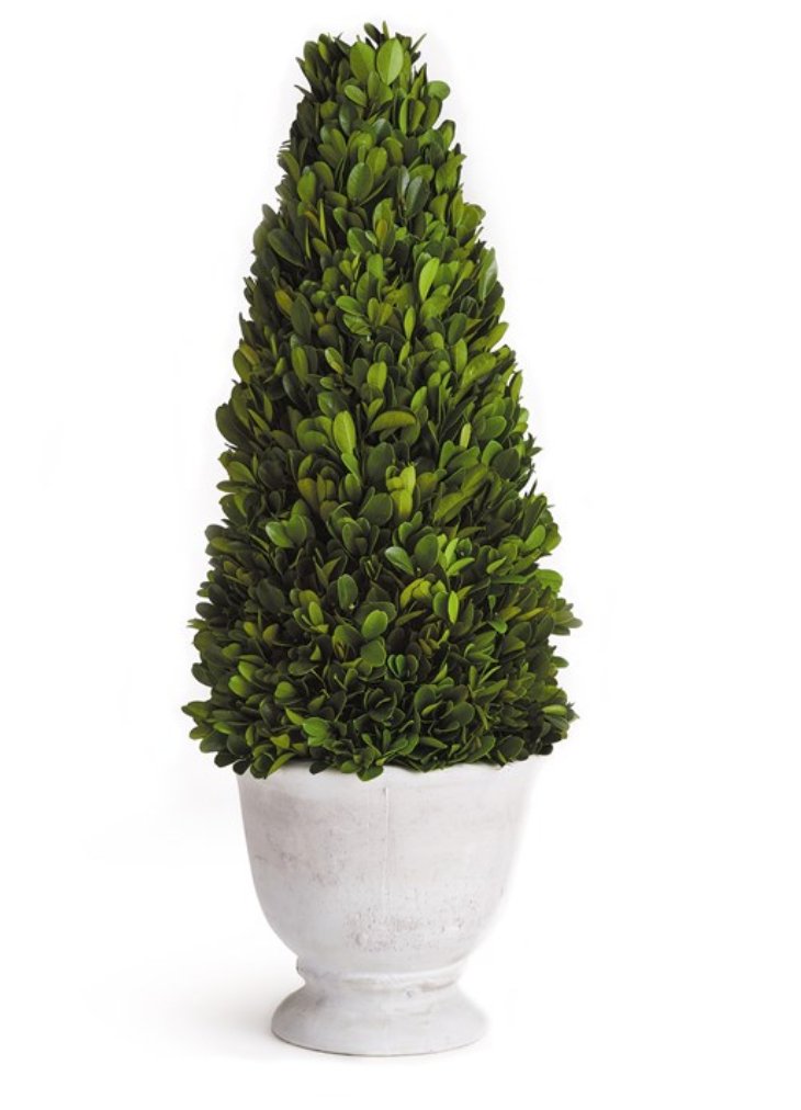 Potted Boxwood Cone Topiary - Napa Home & Garden - Gaines Jewelers