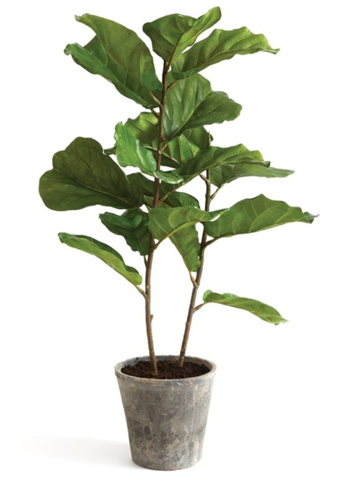 Potted Fiddle Leaf Fig Tree 43" - Napa Home & Garden - Gaines Jewelers