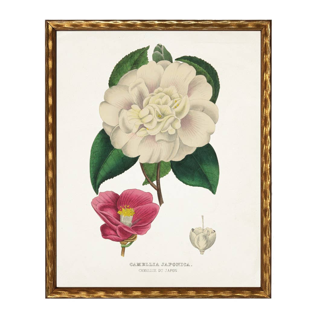 Vintage camelia bookplate on a distressed white background: Barnwood Frame 310-400 Ee / 24" X 18" - Antique Curiosities Inc - Gaines Jewelers
