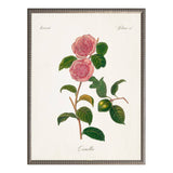 Vintage camelia bookplate W: Barnwood Frame 310-400 Ee / 18" X 24" - Antique Curiosities Inc - Gaines Jewelers