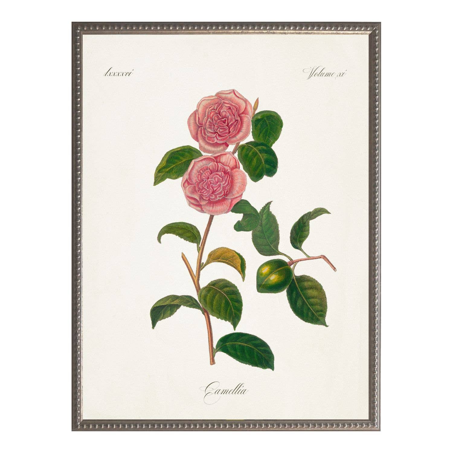 Vintage camelia bookplate W: Barnwood Frame 310-400 Ee / 8" X 10" - Antique Curiosities Inc - Gaines Jewelers