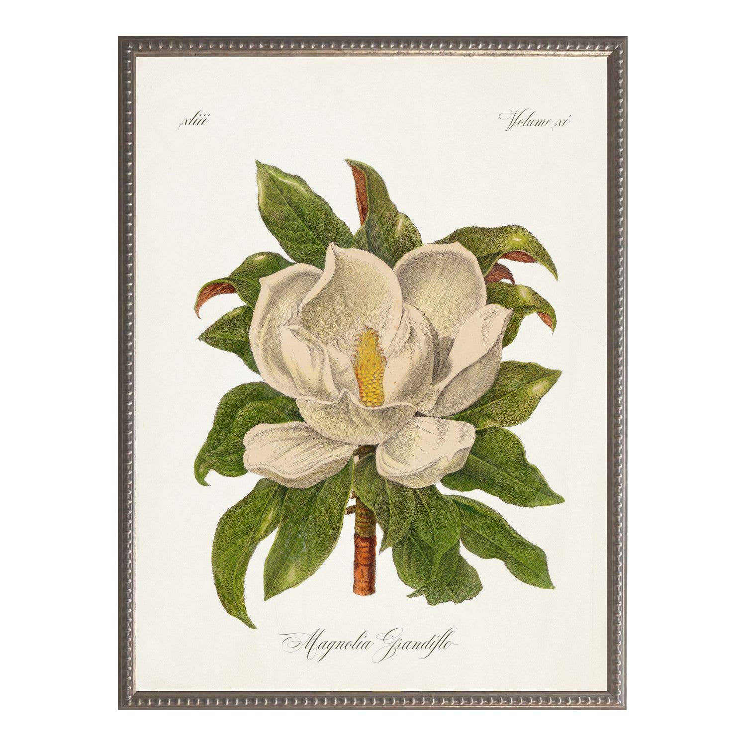 Vintage magnolia grandiflora bookplate JJ: Barnwood Frame 310-400 Ee / 8" X 10" - Antique Curiosities Inc - Gaines Jewelers