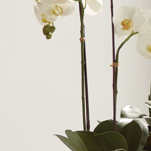23" White Phalaenopsis Drop-In - Gaines Jewelers