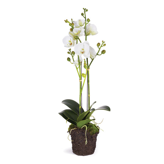 23" White Phalaenopsis Drop-In x2 - Gaines Jewelers