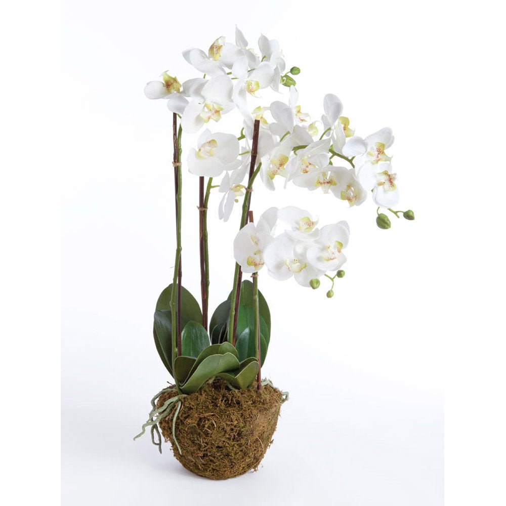 30" White Phalaenopsis Drop-In - Gaines Jewelers