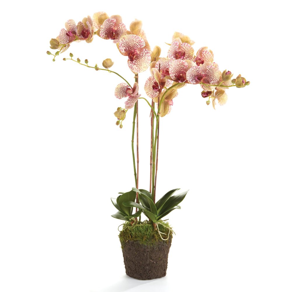 32" Burgundy Phalaenopsis Drop-In - Gaines Jewelers