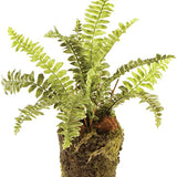 Boston Fern Drop In 9" - Gaines Jewelers